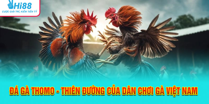 Đá Gà Thomo - Thiên Đường Của Dân Chơi Gà Việt Nam